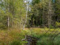 Erste Impression vom Moorgebiet